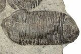 Plate Of Large Parahomalonotus Trilobites - Foum Zguid, Morocco #171025-7